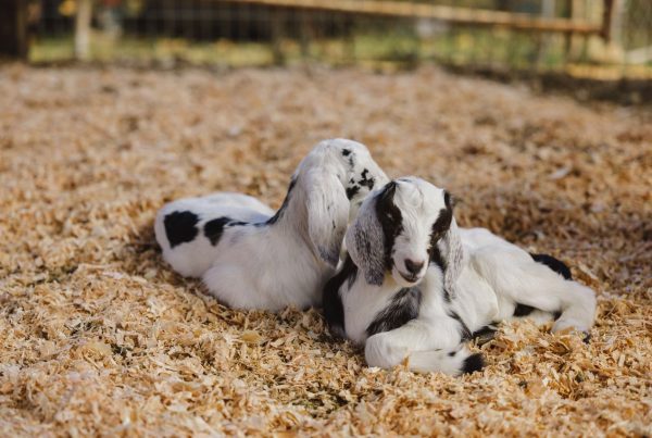 This image portrays May Day Magic in Hawaii by Gunstock Ranch.