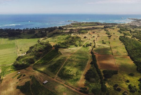 This image portrays Best Adventure Tours in Hawaii: Top 5 Must-Try Experiences by Gunstock Ranch.
